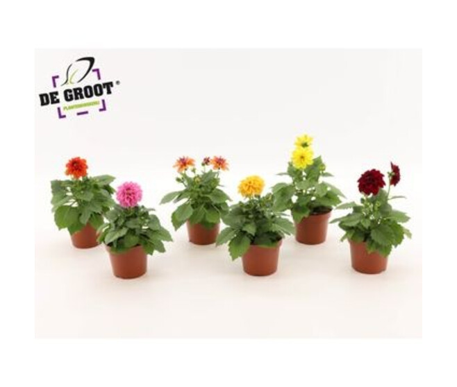 DAHLIA VARIE P COLORE