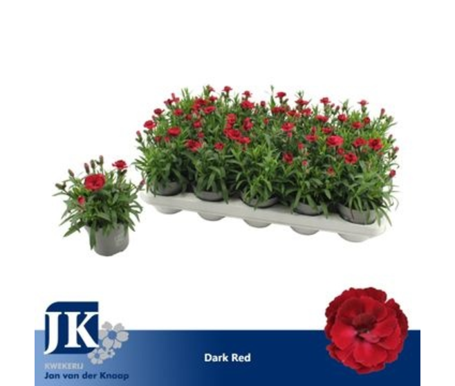 OEILLET OSCAR ROUGE FONCE