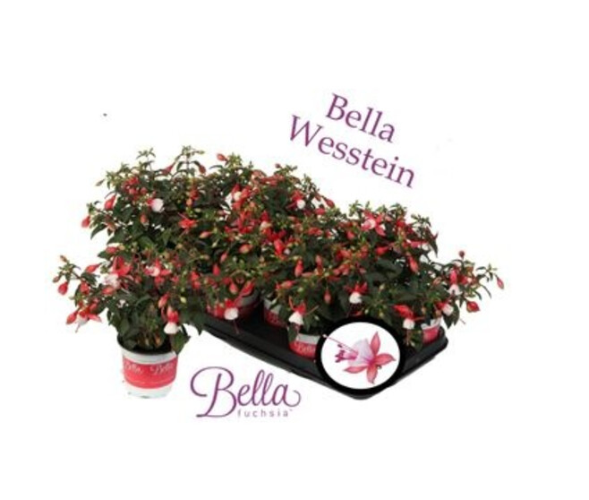 FUCHSIA BELLA HILDA