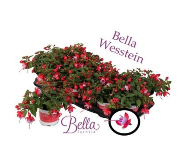 FUCHSIA BELLA LYDIA
