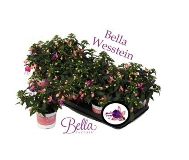 FUCHSIA BELLA MARISKA