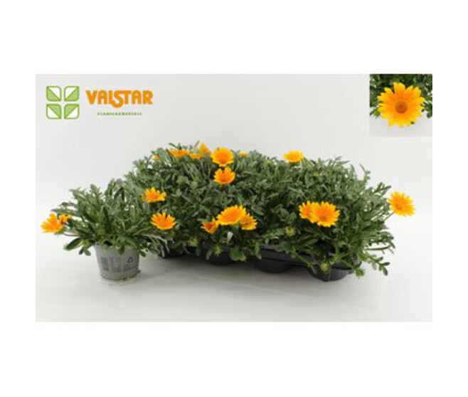 GAZANIA GIANT DEEP ORANGE