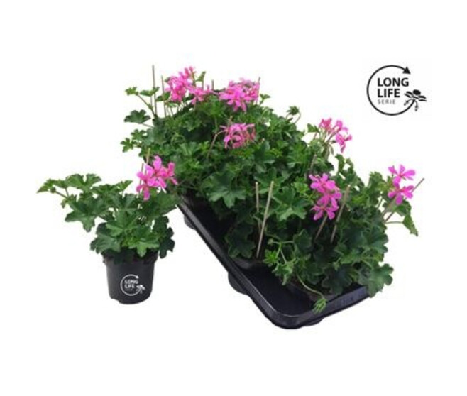 GERANIUM LIERRE SIMPLE MAUVE