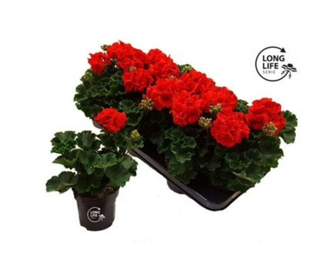 GERANIUM LIERRE SIMPLE ROUGE