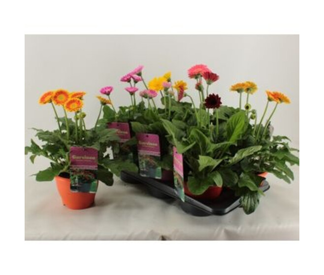 GERBERA GARVINEA