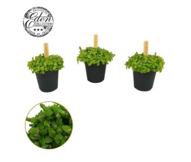 CACTUS HYLOCEREUS UNDATUS