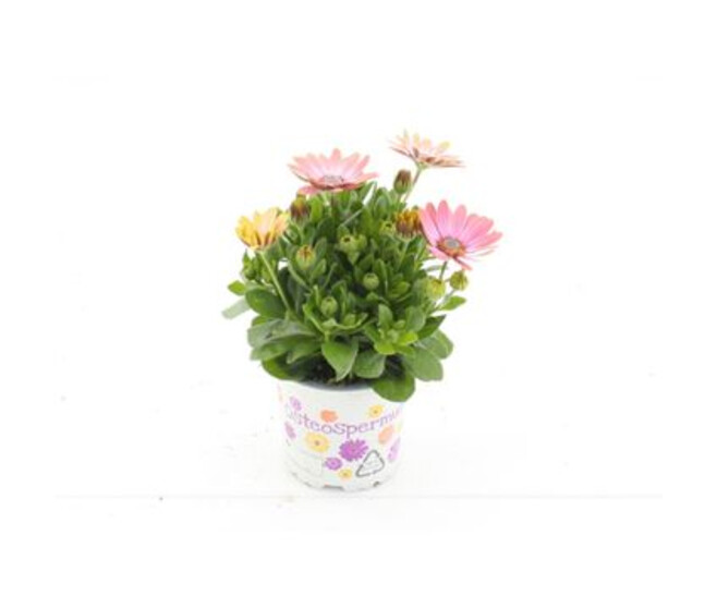 OSTEOSPERMUM ROSE