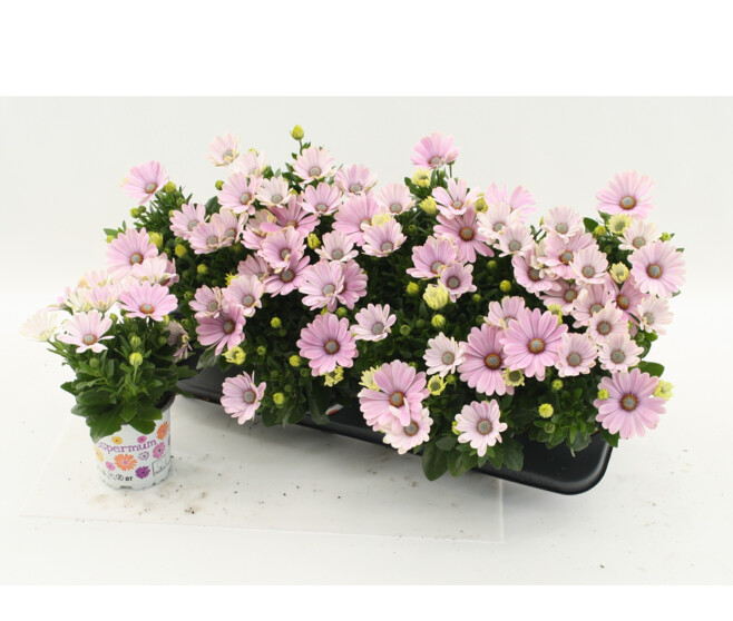 OSTEOSPERMUM ROSE