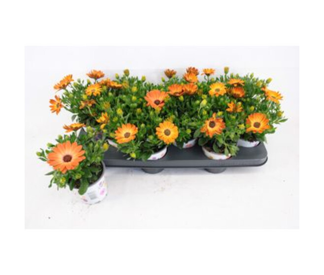 OSTEOSPERMUM ORANGE