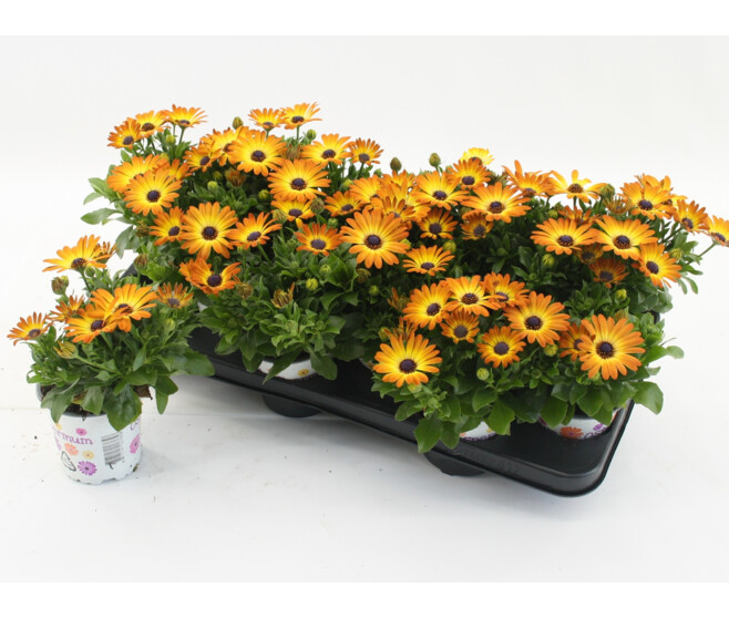 OSTEOSPERMUM ORANGE