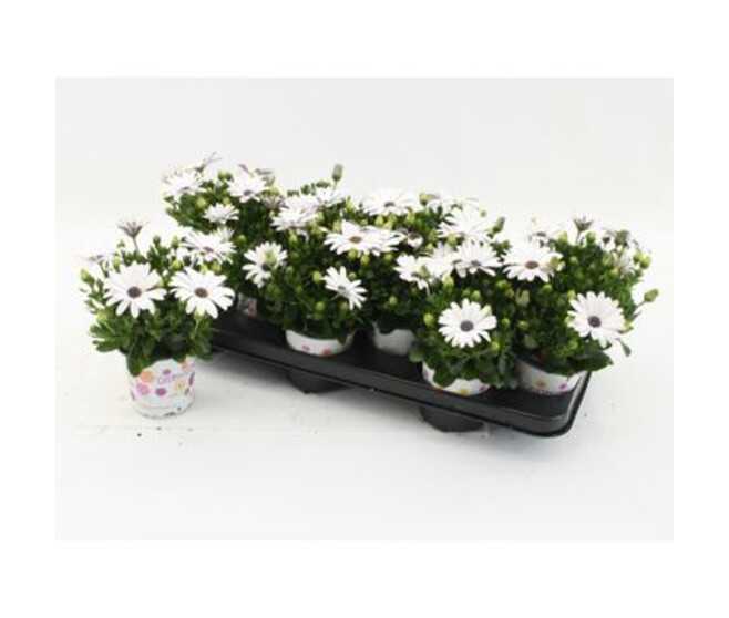 OSTEOSPERMUM BLANC
