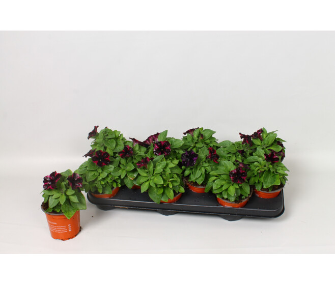 PETUNIA COSMIC PURPLE
