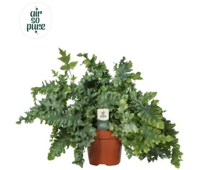 PHLEBODIUM DAVANA