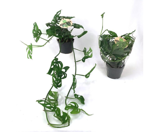 PHILODENDRON MONSTERA ADANSONII