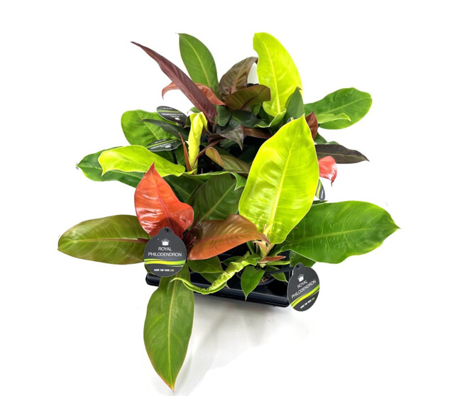 PHILODENDRON IMPERIAL VARIE