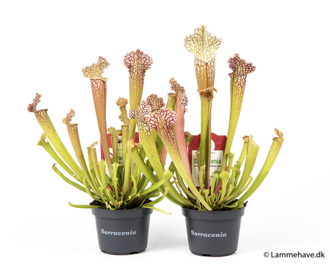 SARRACENIA LEUCOPHYLLA