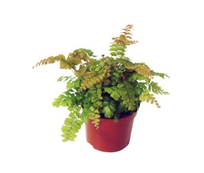 ADIANTUM BRONZE VENUS
