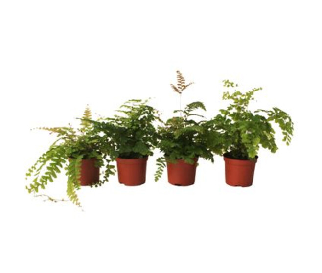 ADIANTUM VARIE
