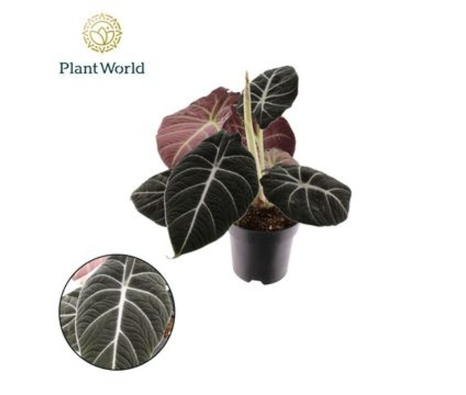 ALOCASIA BLACK VELVET