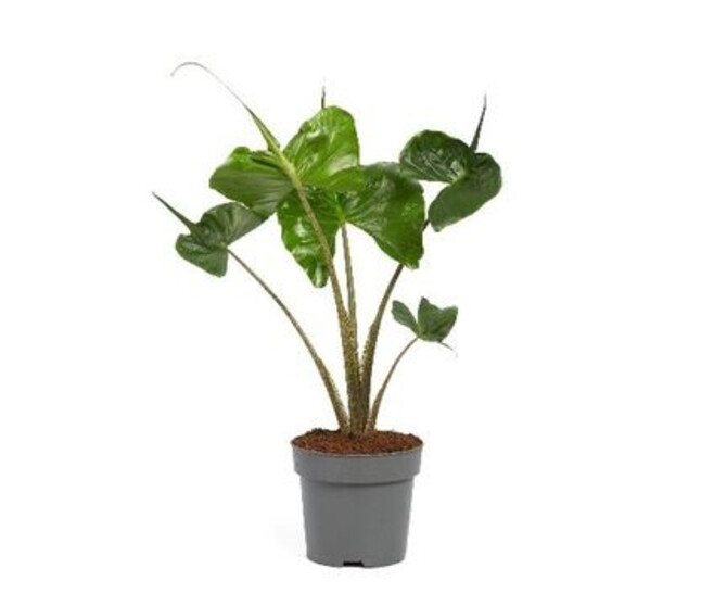 ALOCASIA STINGRAY