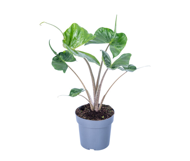 ALOCASIA STINGRAY
