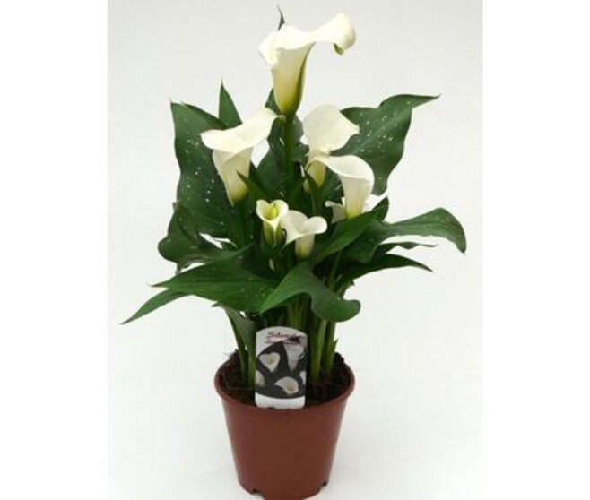ARUM BLANC