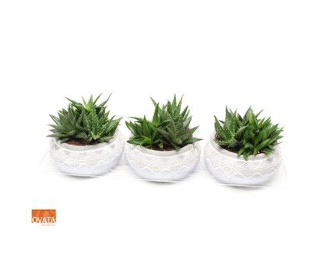 ALOE VARIES CERAM