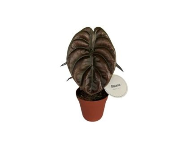 ALOCASIA RED SECRET