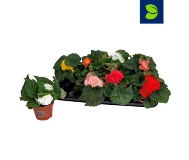 BEGONIA FORTUNE VARIE