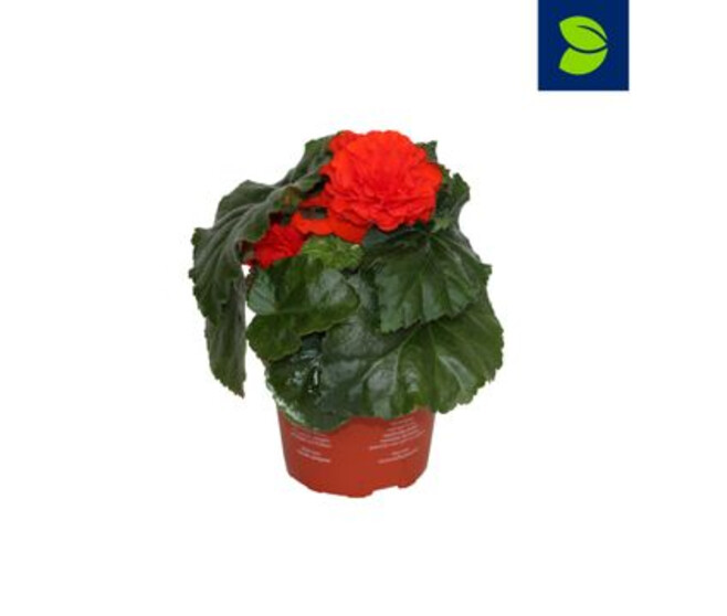 BEGONIA FORTUNE ORANGE