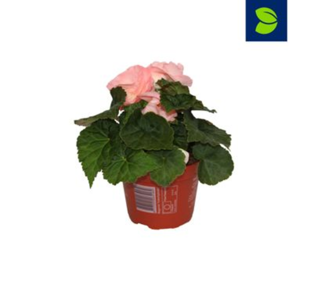 BEGONIA FORTUNEB ROSE