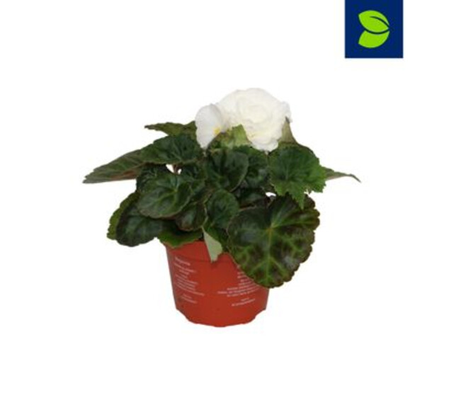 BEGONIA FORTUNE BLANC