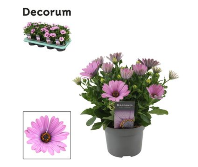OSTEOSPERMUM ROSE