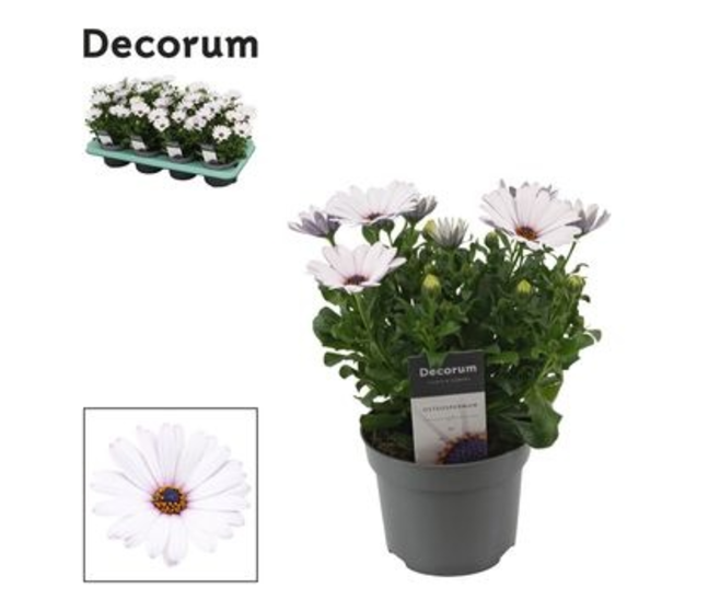 OSTEOSPERMUM BLANC