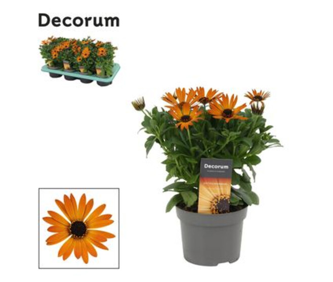 OSTEOSPERMUM ORANGE
