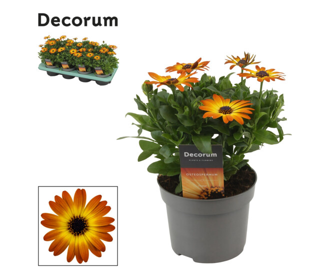 OSTEOSPERMUM ORANGE
