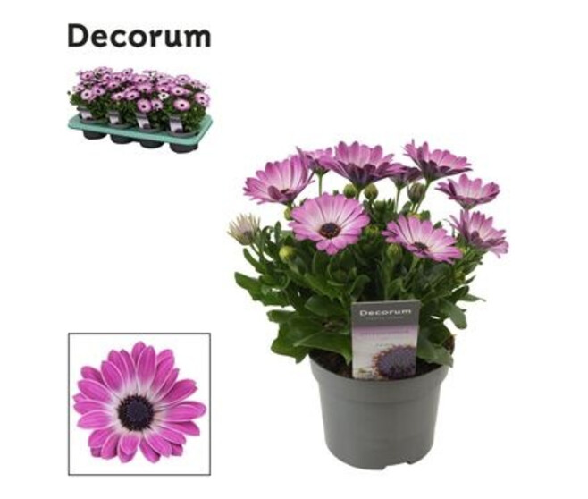 OSTEOSPERMUM ROSE
