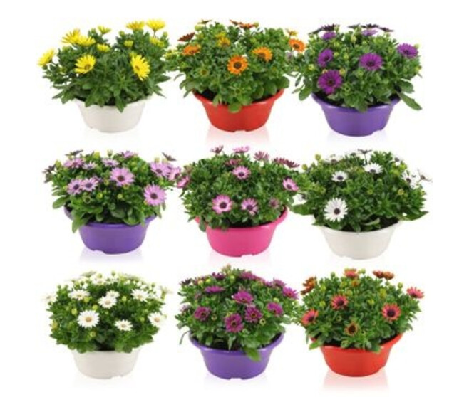 OSTEOSPERMUM COUPE COLOREE