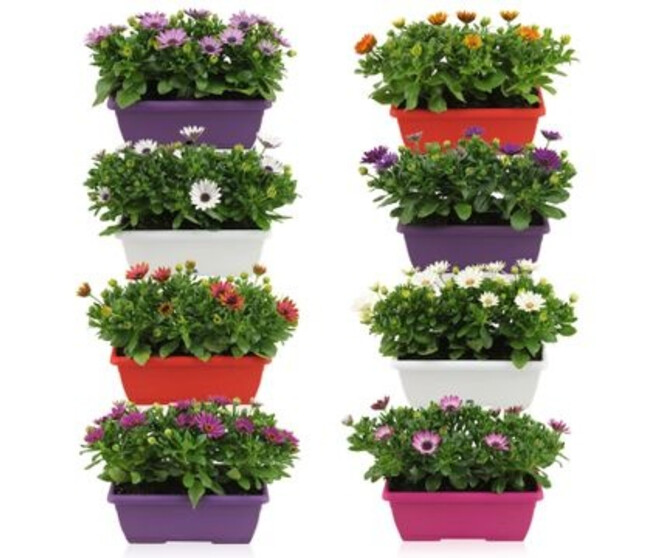 OSTEOSPERMUM JARD COLOREE