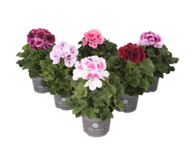 PELARGONIUM GRANDIFLORUM VARIE
