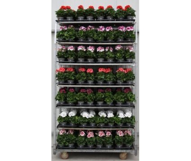 PELARGONIUM GRANDIFLORUM VARIE