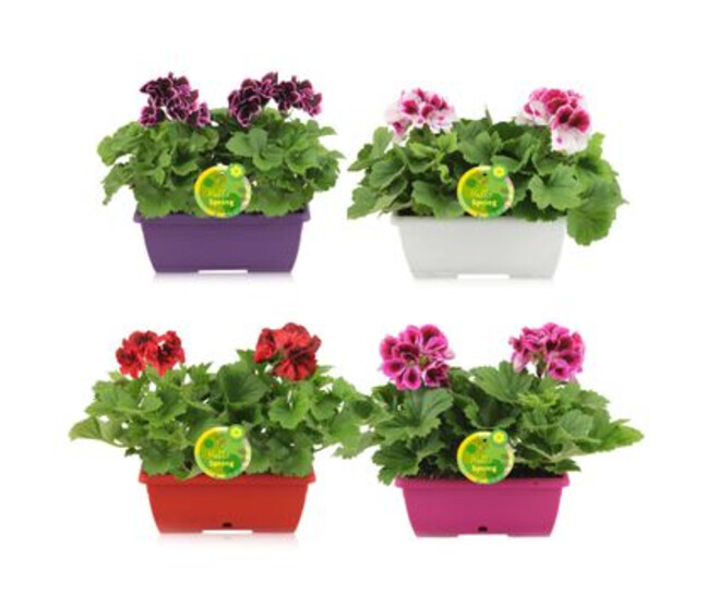 PELARGONIUM GRANDIFLORUM JARD