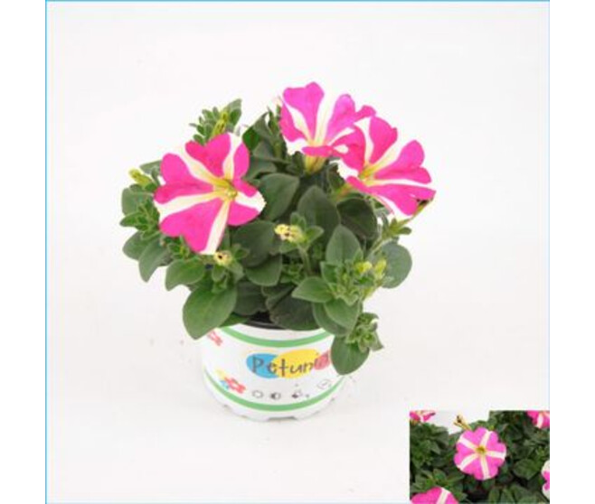 PETUNIA AMORE ROSE