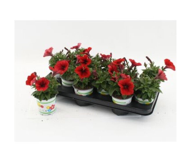 PETUNIA FAMOUS RED