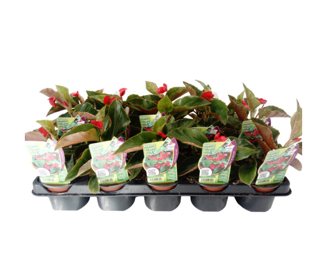 BEGONIA DRAGON WINGS ROUGE