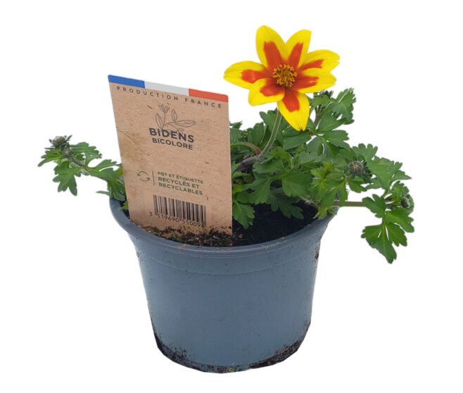 BIDENS 2COULEURS
