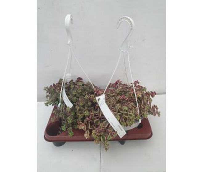 CRASSULA MARGINALIS SUSP