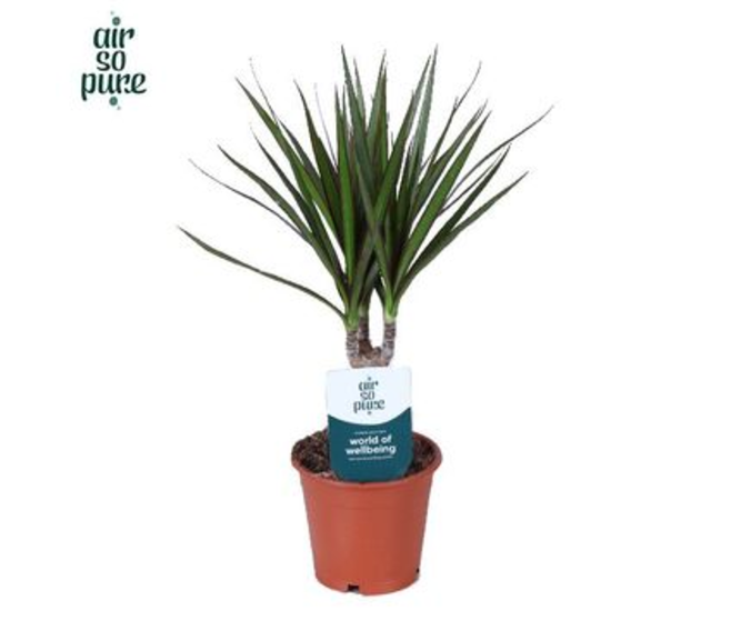 DRACAENA MARGINATA TIGE 20CM