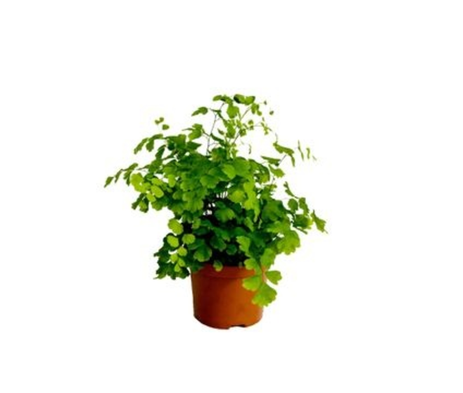 ADIANTUM FRAGANS