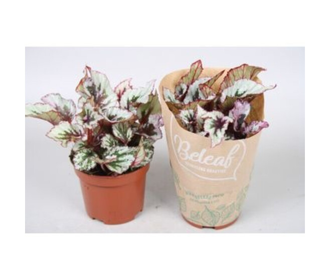 BEGONIA BELEAF EVENING GLOW